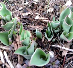 Pale green tulip shoots emerging from brown wood-chip mulch.