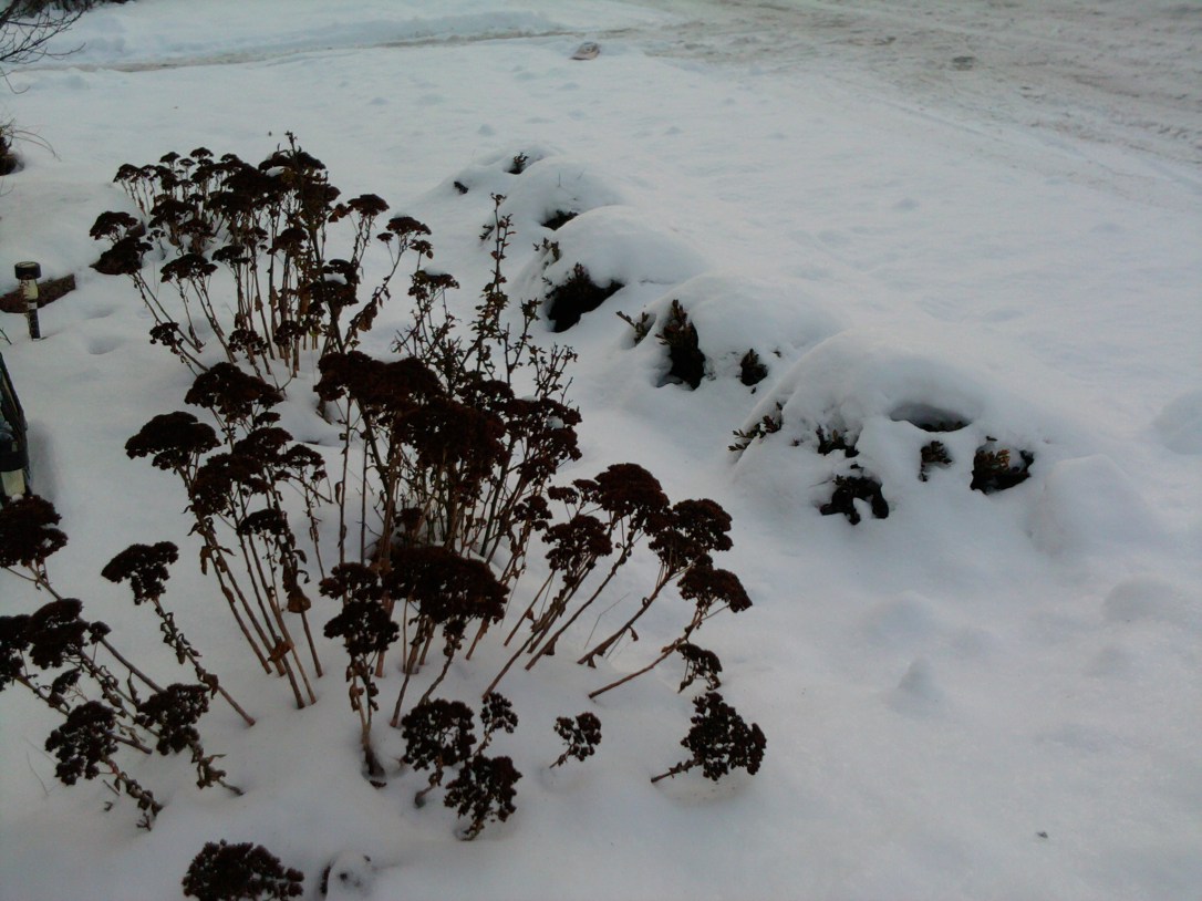 Does this look like Antarctica?