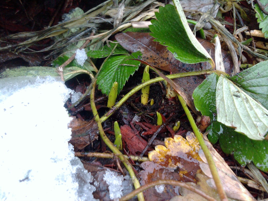 Late autumn transplants seem to have taken root! YAY!