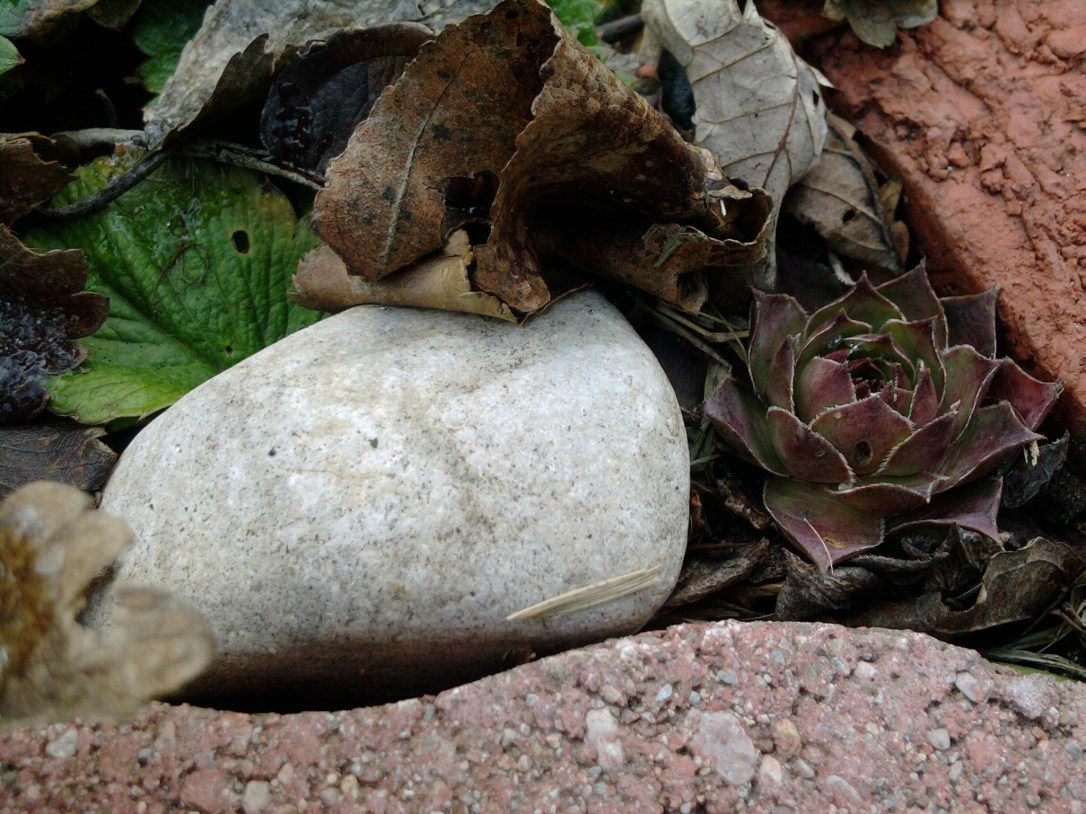 Random Pic I took this afternoon: In my garden. 