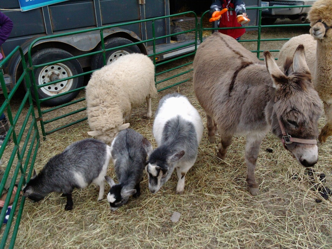 Every festival HAS to have a petting zoo!