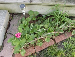 Strawberries, chives, salvia, miniature tulips, and...I'm not sure what else, are all crammed together in this little spot.