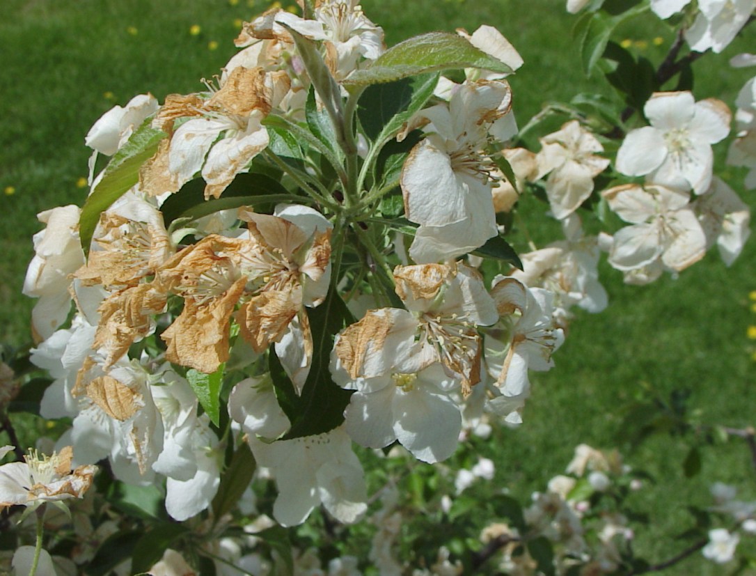 Frost Damaged Apple Blossoms