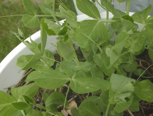 Peas in a Pot. :)