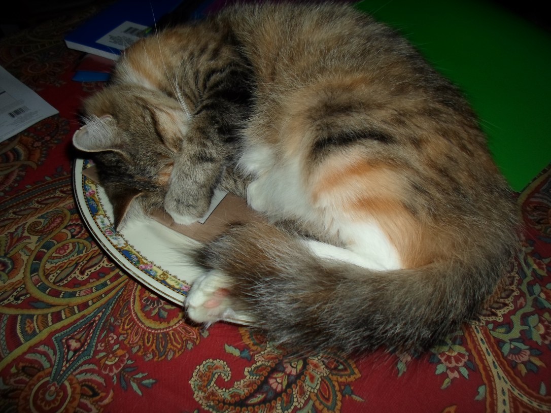 Le Mew likes the platter I'm using for our mail.  School supplies still need to go to their new home.