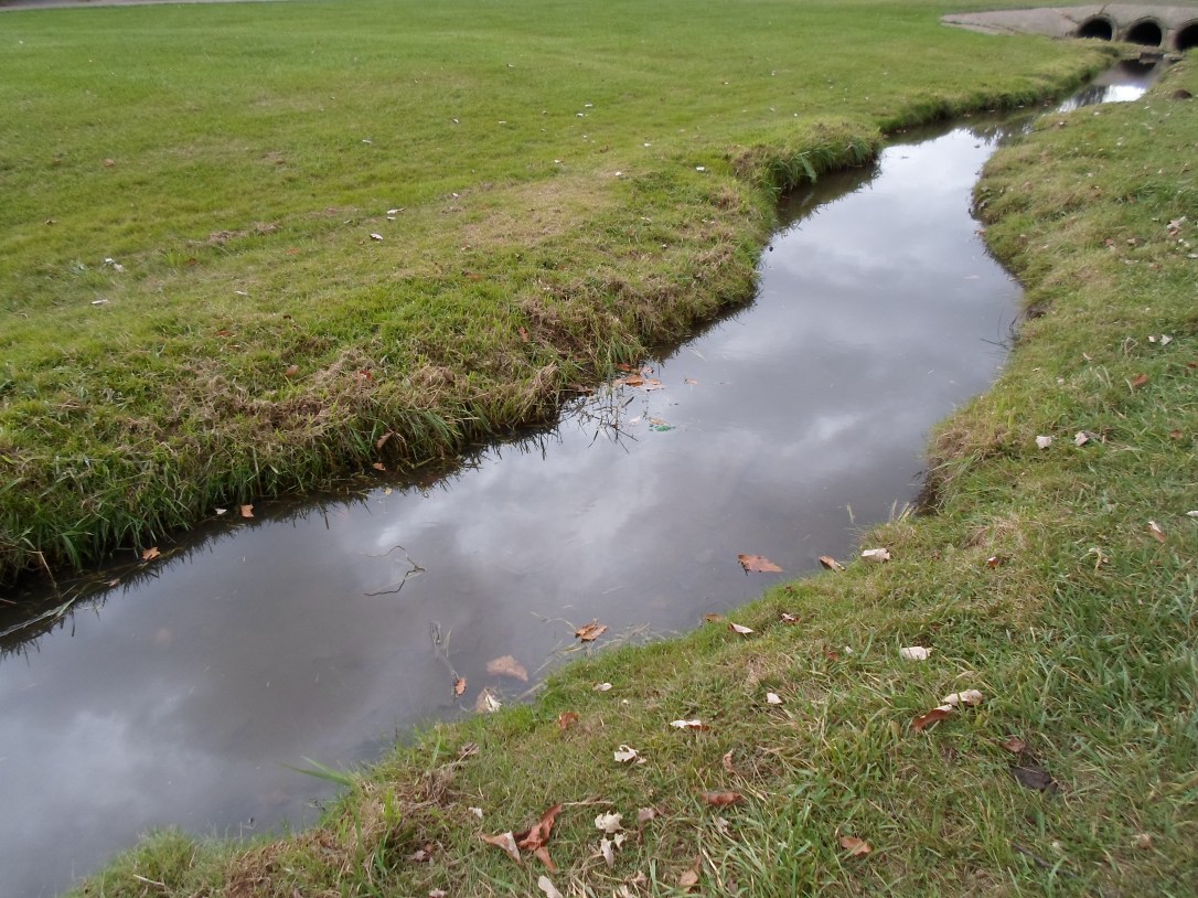 Here's the area where I saw my animal friend. This muskrat was about the size of a small cat. Brown fur like beaver, but a long, skinny tail.